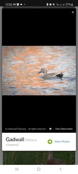 Gadwall