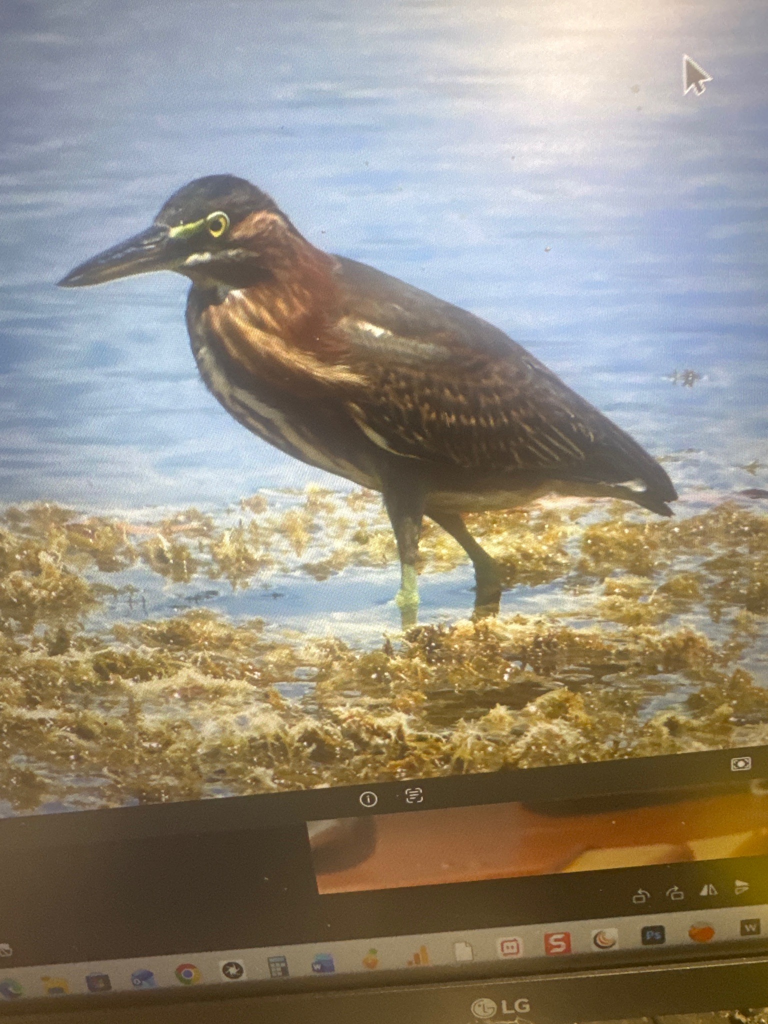 Green Heron