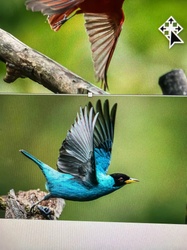 Green Honeycreeper