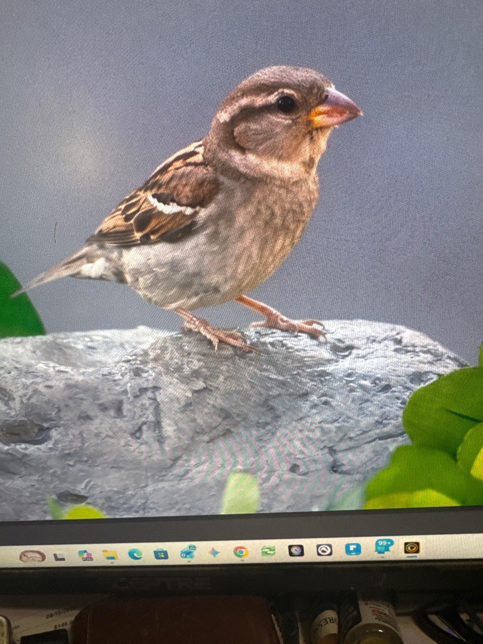 House Sparrow