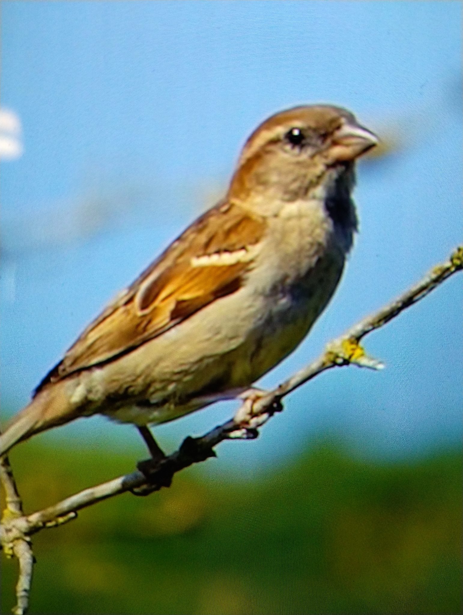 House Sparrow
