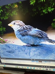 House Sparrow