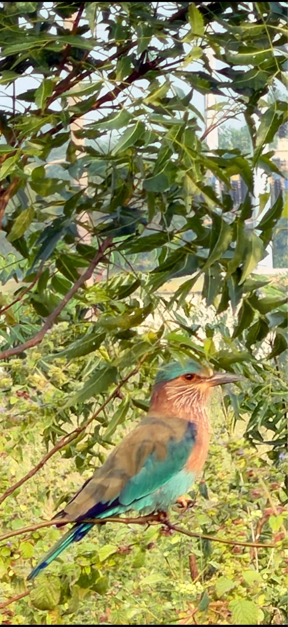 Indian Roller