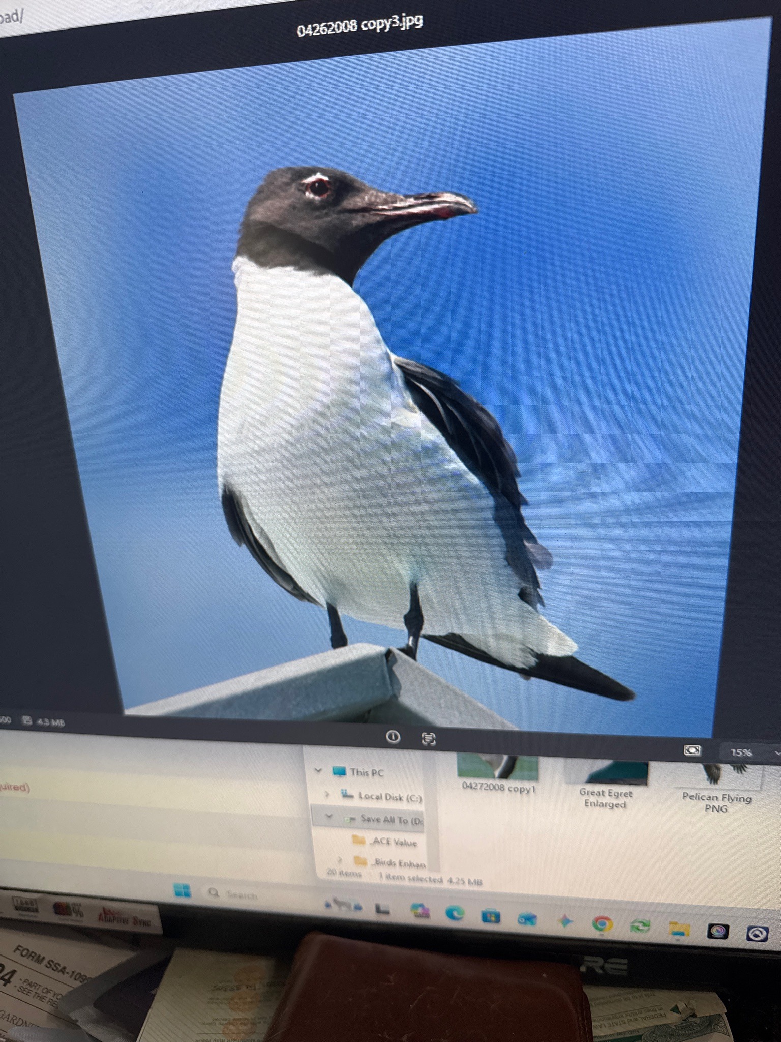 Laughing Gull
