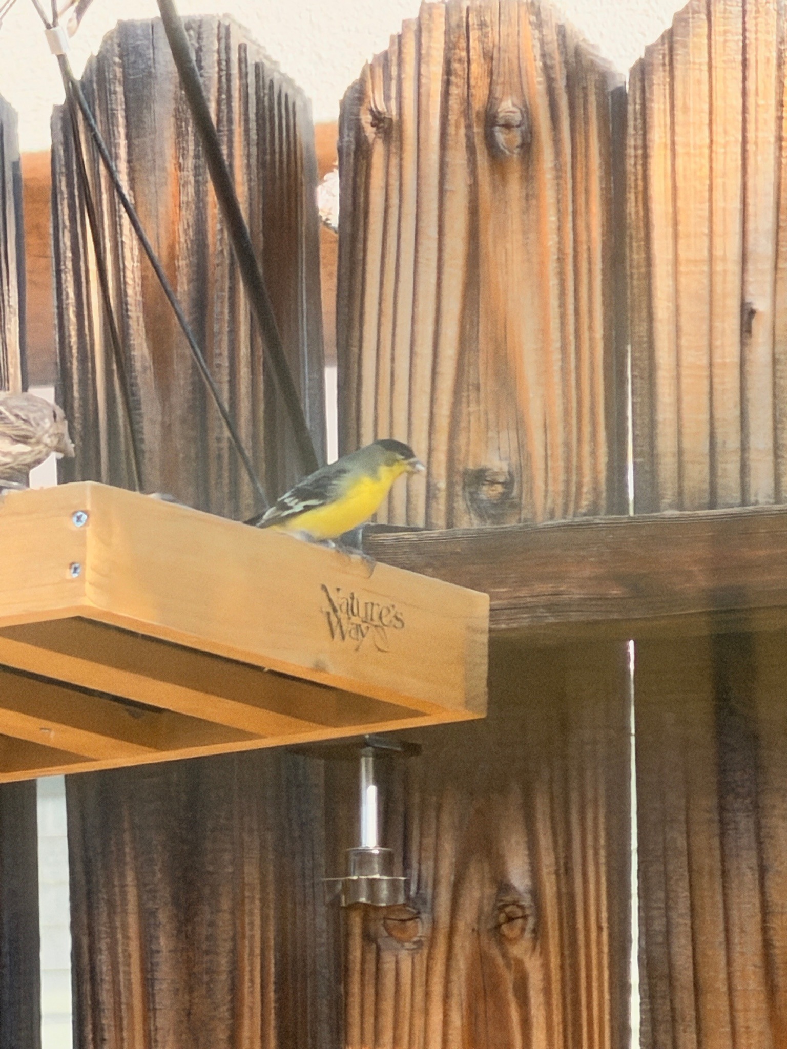 Lesser Goldfinch