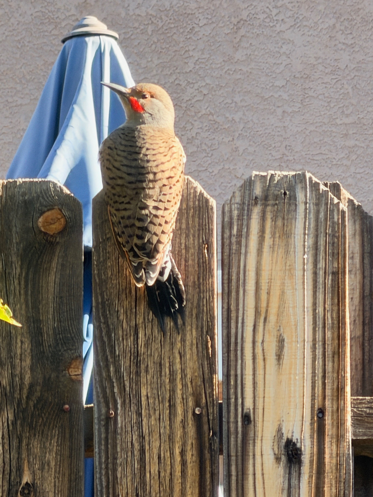 Northern Flicker