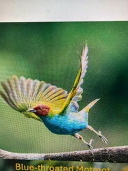 Paradise Tanager