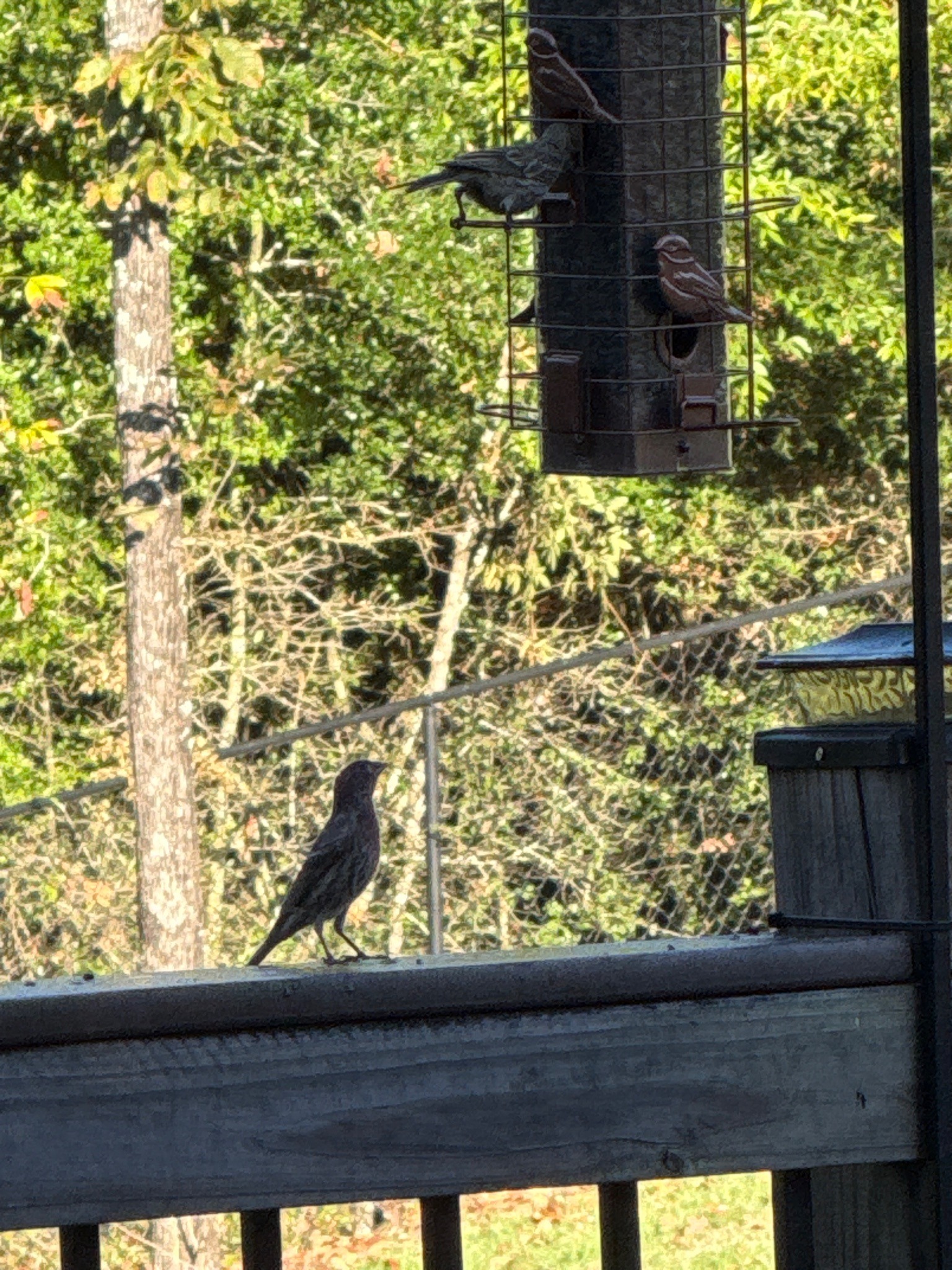 Purple Finch