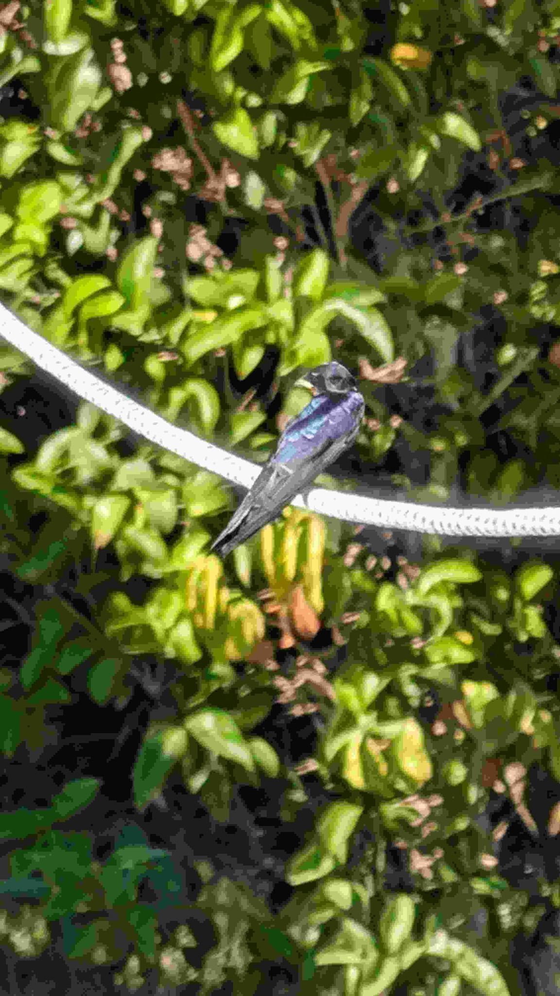 Purple Martin