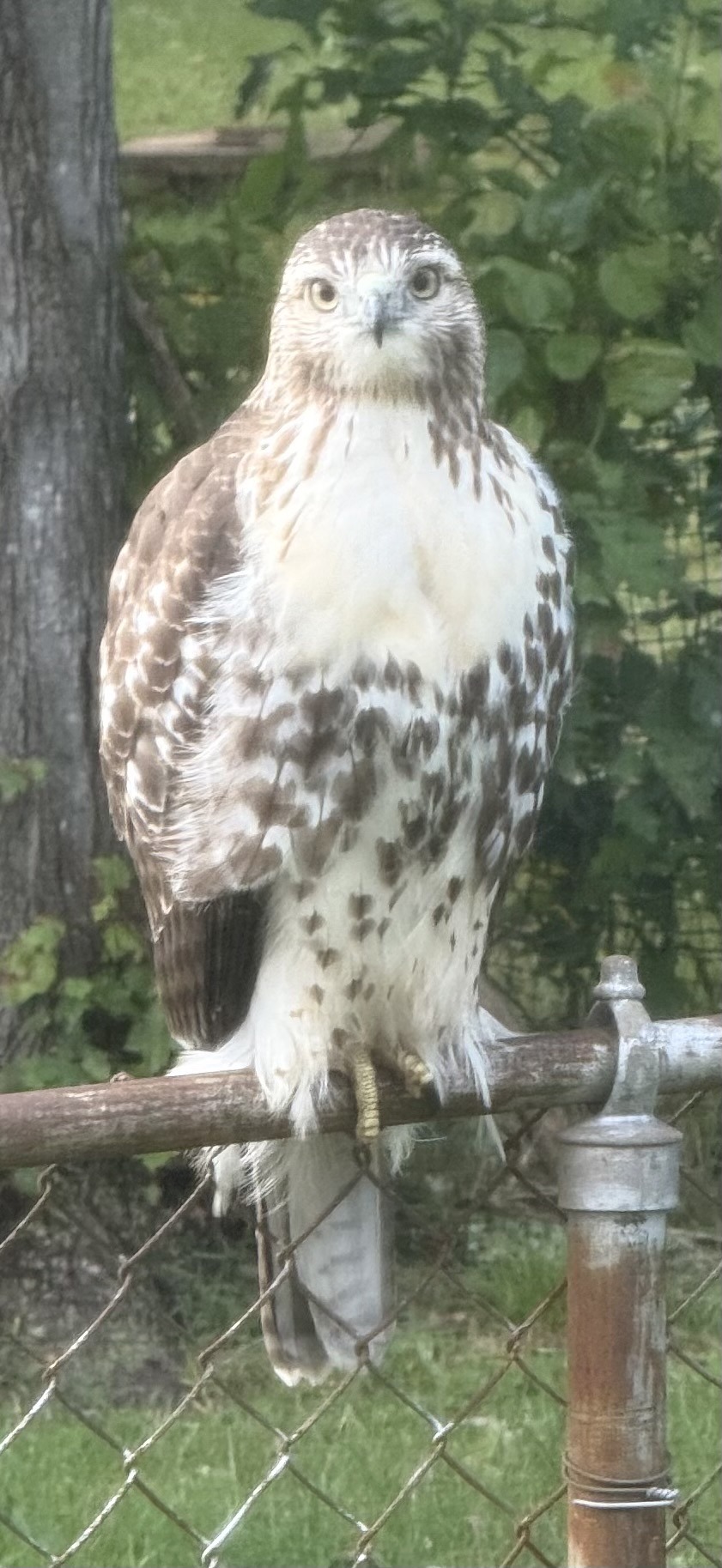 Red-tailed Hawk