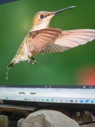 Ruby-throated Hummingbird