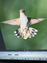 Ruby-throated Hummingbird