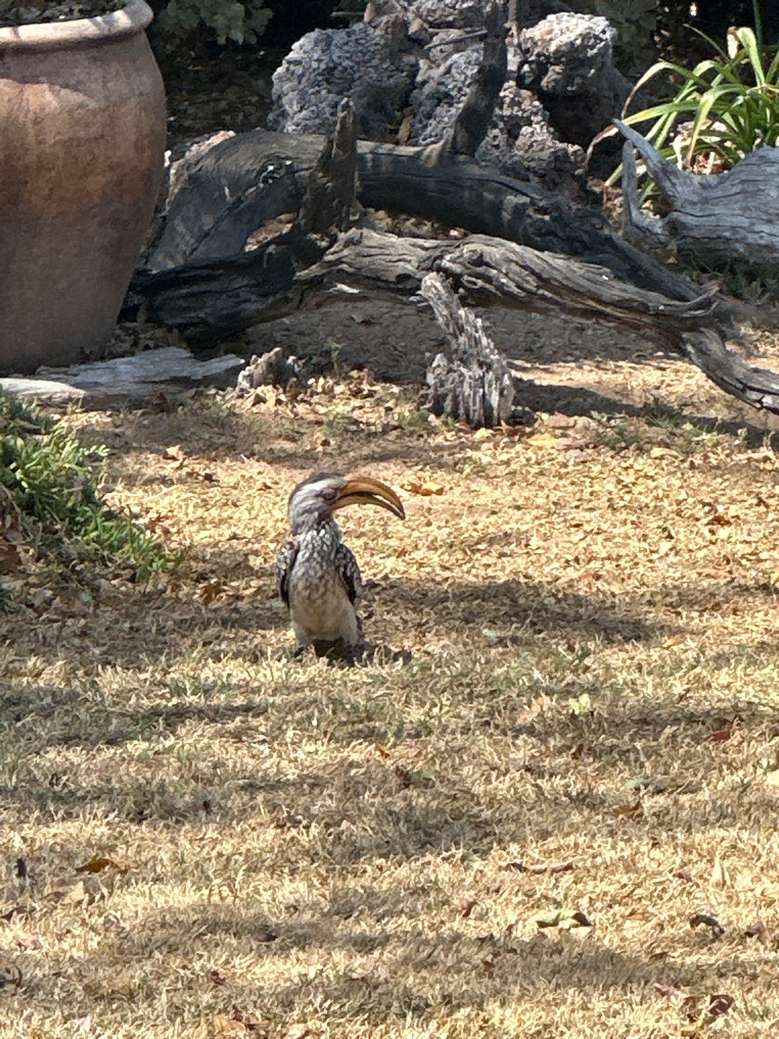 Southern Yellow-billed Hornbill