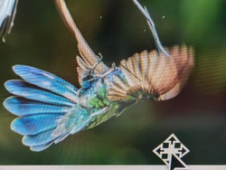 Mexican Violetear