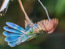 Mexican Violetear