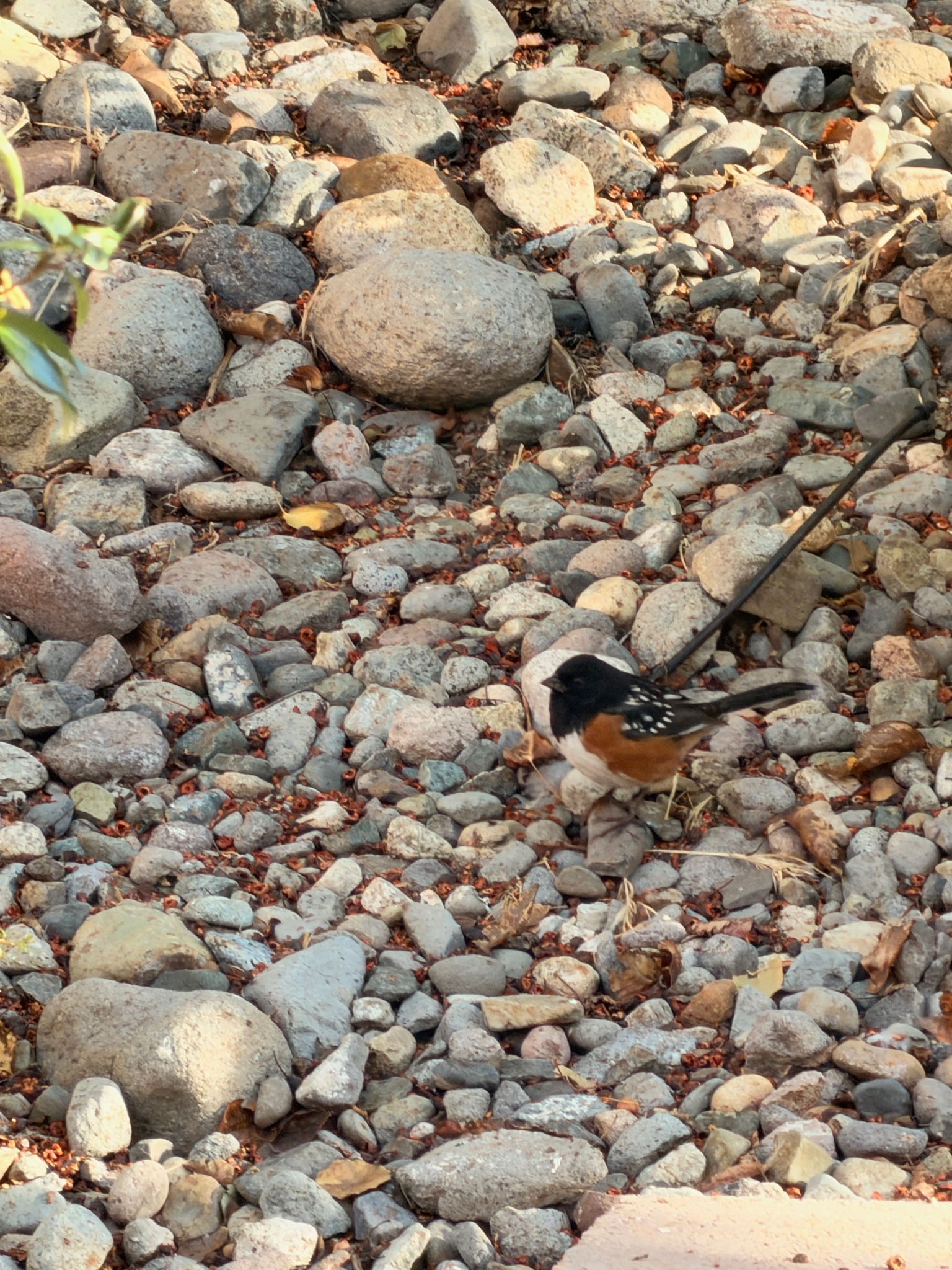 Spotted Towhee