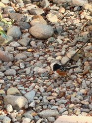 Spotted Towhee