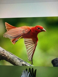 Summer Tanager