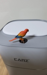 Sun Parakeet