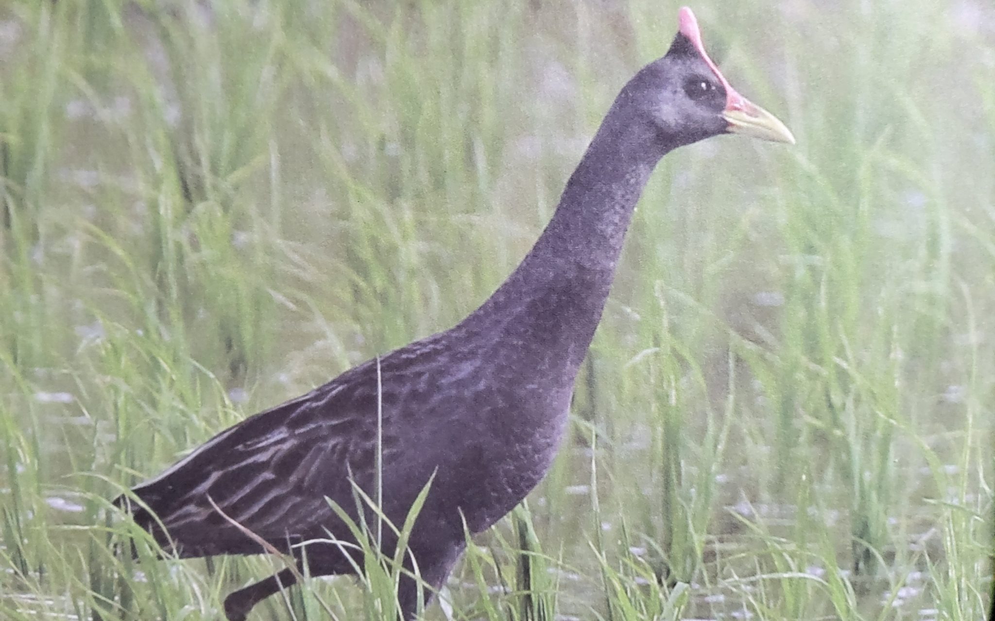 Takahe