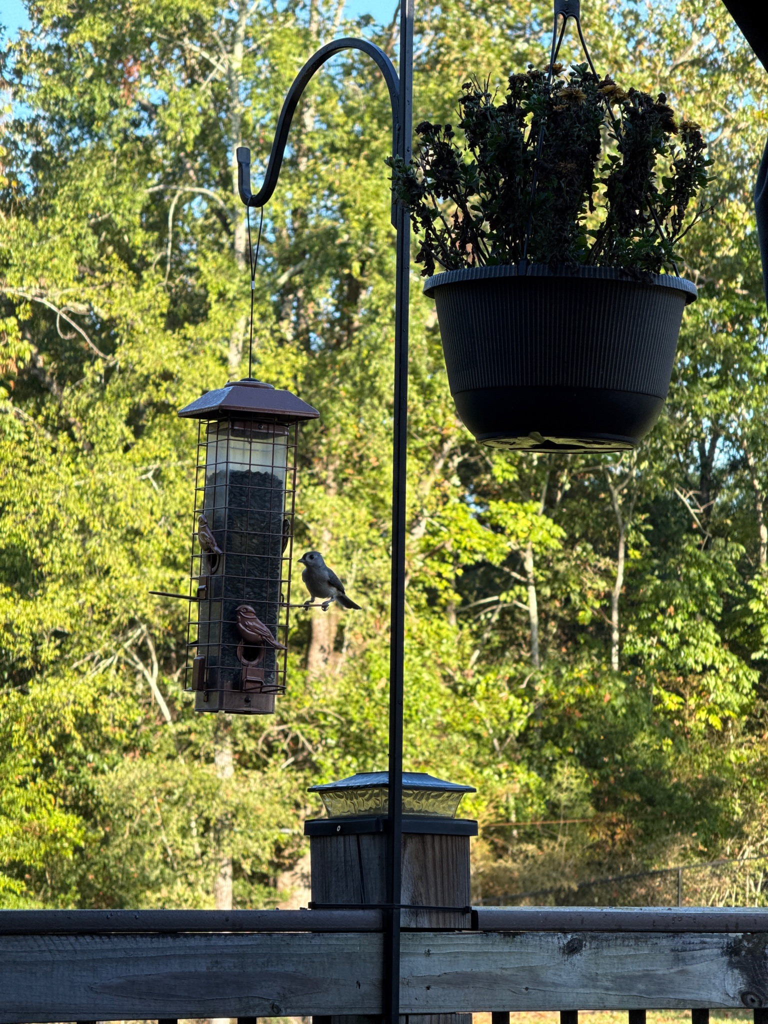 Tufted Titmouse
