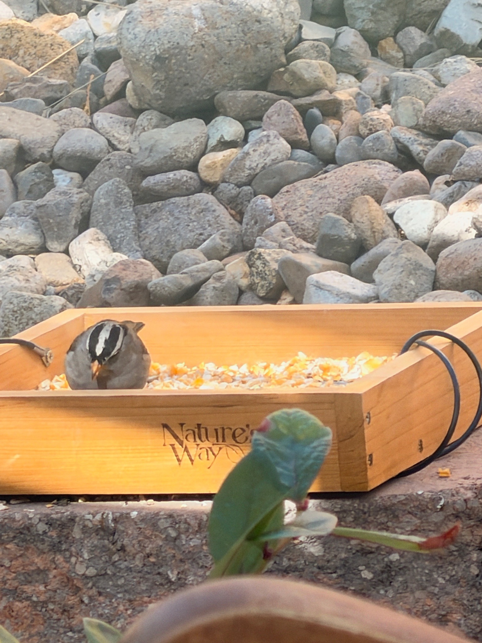 White-crowned Sparrow