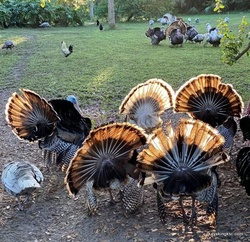 Wild Turkey