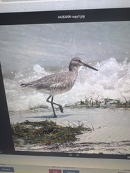 Willet