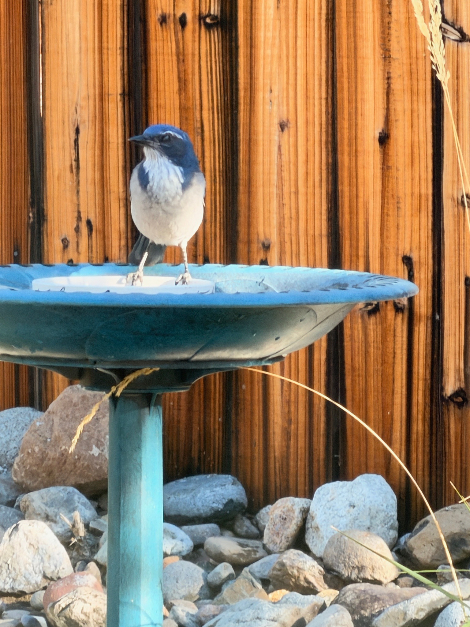 Woodhouse's Scrub-Jay